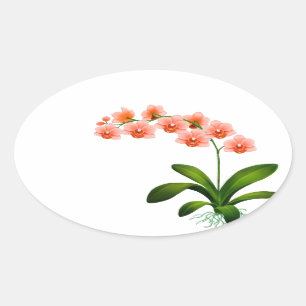 Salmon Pink Phalaenopsis Orchid Flowers Stickers