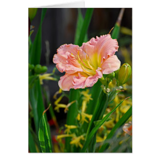 Salmon Ruffled Day Lily