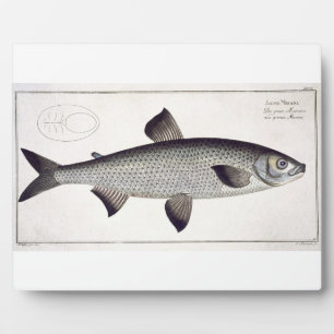 Salmon (Salmo Maraena) plate XXVII from 'Ichthyolo Plaque
