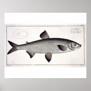 Salmon (Salmo Maraena) plate XXVII from 'Ichthyolo Poster