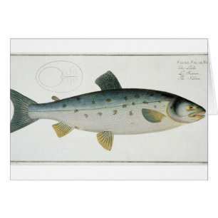 Salmon (Salmo Salar) plate XX from 'Ichthyologie,