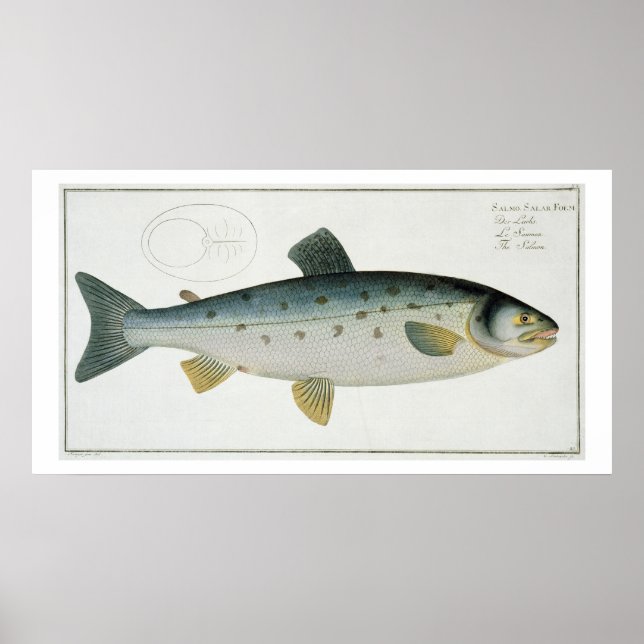 Salmon (Salmo Salar) plate XX from 'Ichthyologie, Poster (Front)