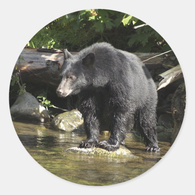 "Salmon Spotting" Black Bear Gifts Classic Round Sticker (Front)