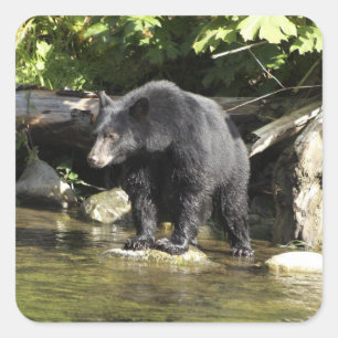 "Salmon Spotting" Black Bear Wildlife Stickers