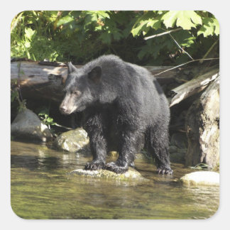 "Salmon Spotting" Black Bear Wildlife Stickers