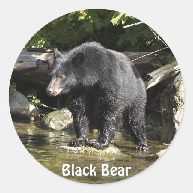 "Salmon Spotting" Black Bear Wildlife Stickers (Front)