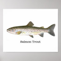 Salmon Trout Fish