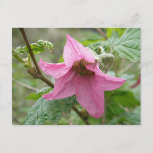 Salmonberry Blossom, Unalaska Island Postcard