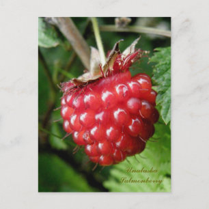 Salmonberry, Unalaska Island Postcard
