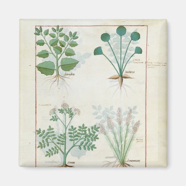 Salt Bush and Anthora Absinthium and Cardamom Magnet (Front)