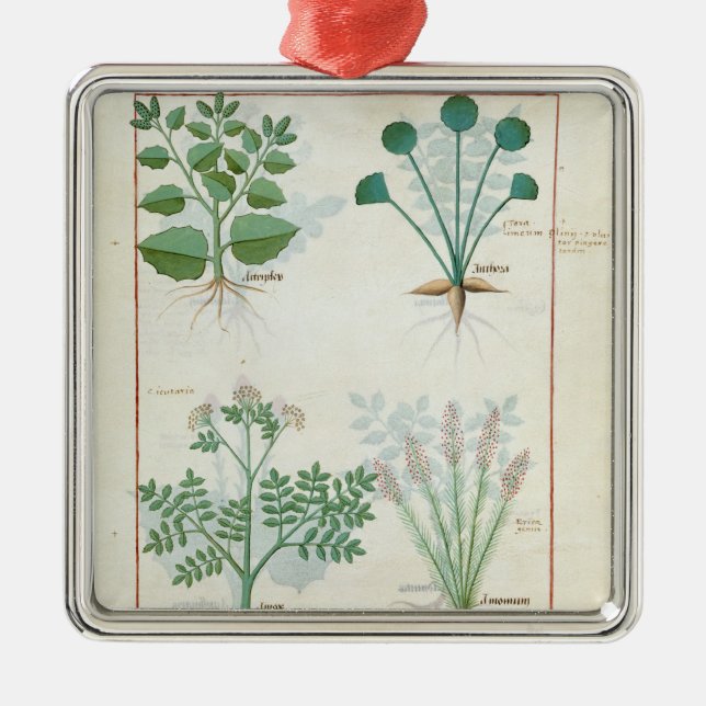 Salt Bush and Anthora Absinthium and Cardamom Metal Ornament (Front)