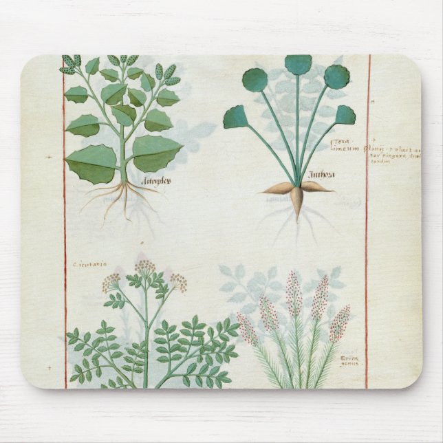 Salt Bush and Anthora Absinthium and Cardamom Mouse Pad (Front)