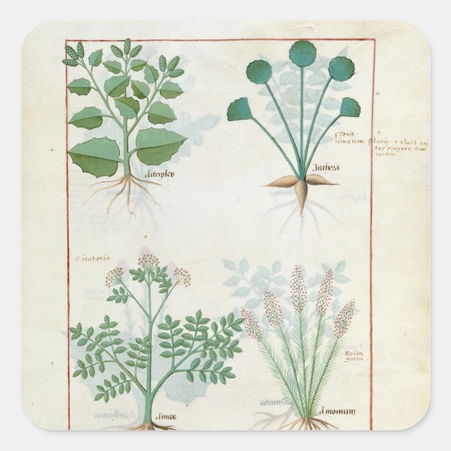 Salt Bush and Anthora Absinthium and Cardamom Square Sticker (Front)