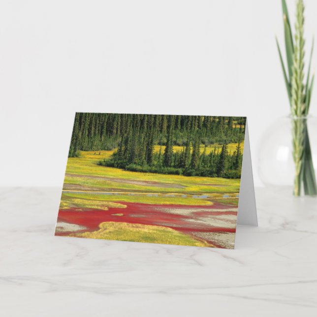 Salt Plain & Forest | Wood Buffalo National Park Card (Front)