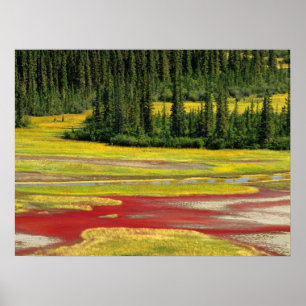 Salt Plain & Forest   Wood Buffalo National Park Poster