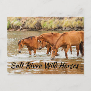 Salt River Wild Horses Postcard