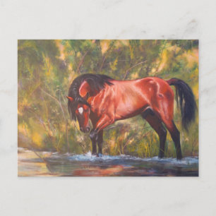 Salt River Wild Stallion Tango Postcard
