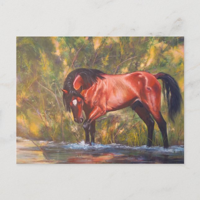 Salt River Wild Stallion Tango Postcard (Front)