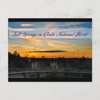 Salt Springs Postcard