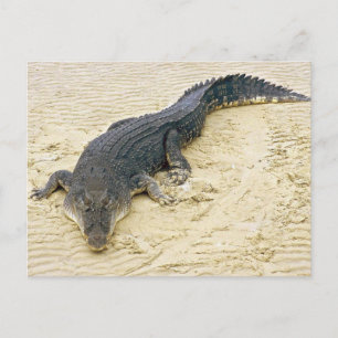 Salt water crocodile (Crocodylus porosus) Postcard
