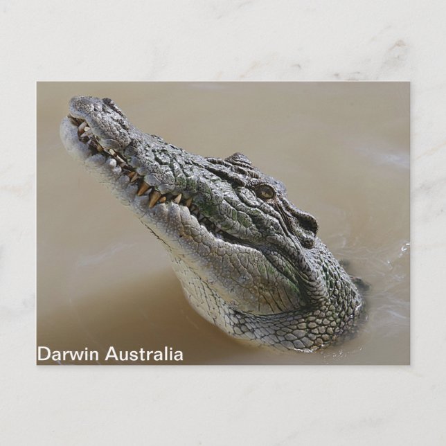Salt Water Crocodile Darwin Postcard (Front)