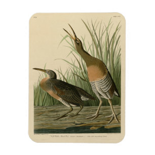 Salt Water Marsh Hen - Audubon's Birds of America Magnet