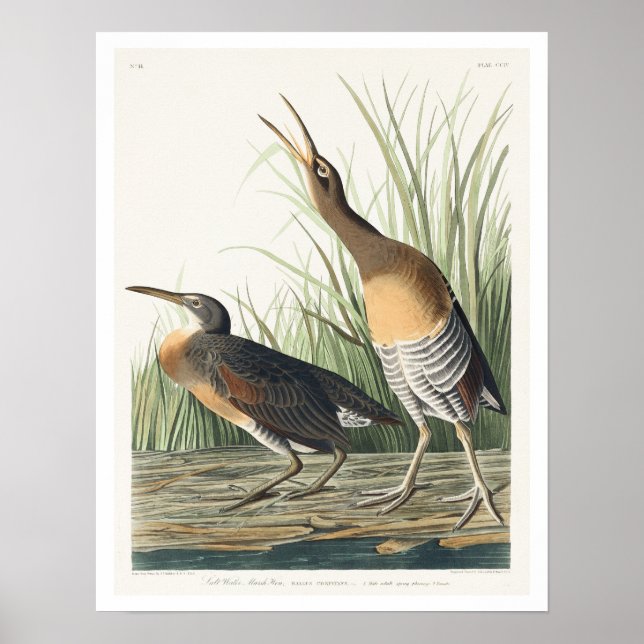 Salt Water Marsh Hen by Audubon Poster (Front)