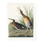 Salt Water Marsh Hen by Audubon Poster