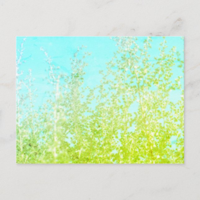 Saltbush Leaves Sky Frame Minimalistic Postcard (Front)