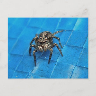 Salticid Black & White Jumping Spider Postcard