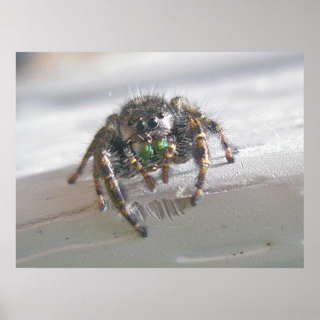 Salticid Jumping Spider Poster (Front)