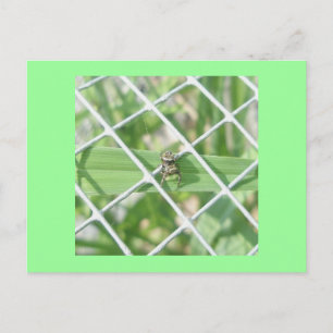 Salticid on Wire Postcard