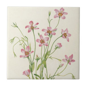 Saltmarsh Rosegentian by Mary Vaux Walcott Ceramic Tile