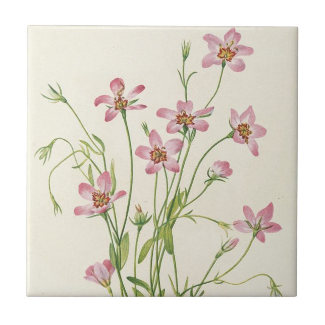 Saltmarsh Rosegentian by Mary Vaux Walcott Ceramic Tile (Front)