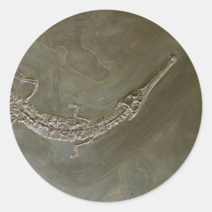 Saltwater crocodile Fossil Steneosaurus bollensis Classic Round Sticker