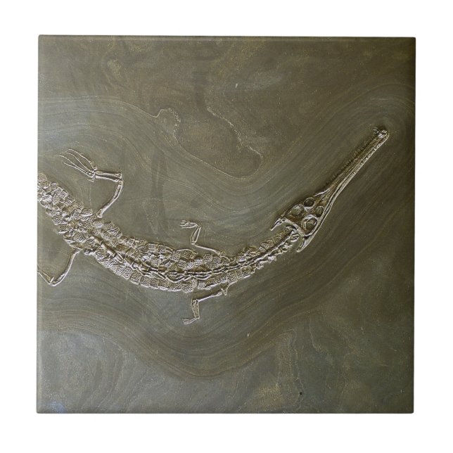 Saltwater crocodile Fossil Steneosaurus bollensis Tile (Front)