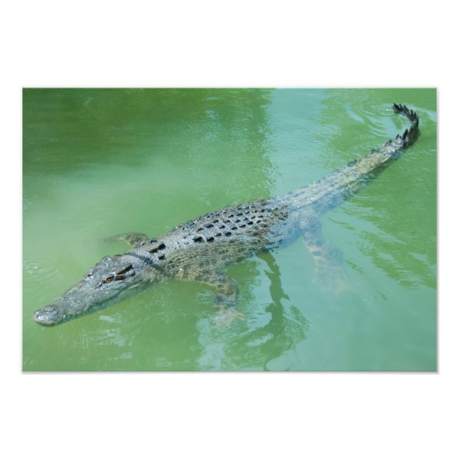 Saltwater Crocodile in Australia Photo Print (Front)