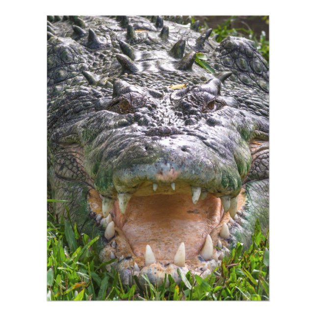 Saltwater crocodile in Kakadu, Northern Territory Photo Print (Front)
