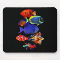 Saltwater Reef Fish Tank Lovers Trigger Fish Manda