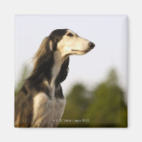 Saluki 2