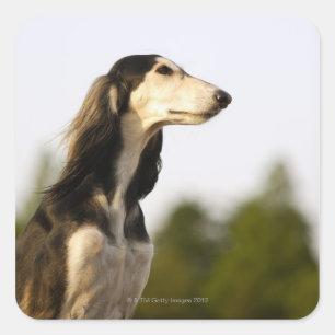 Saluki 2 square sticker