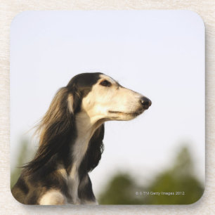 Saluki Coaster