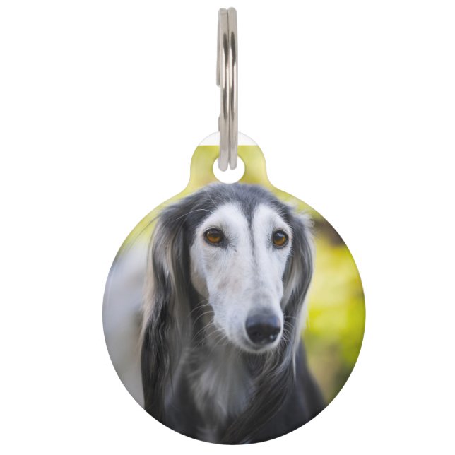 Saluki Dog Pet Tag (Front)