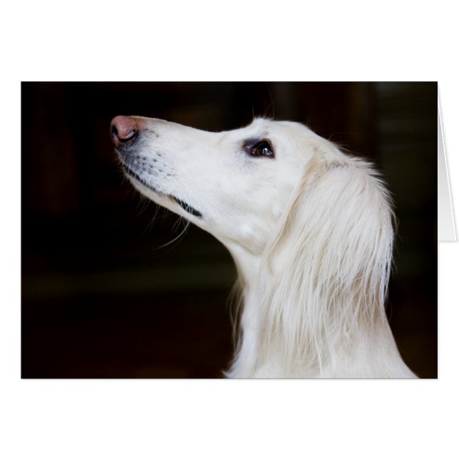 Saluki Looking Up (Front Horizontal)