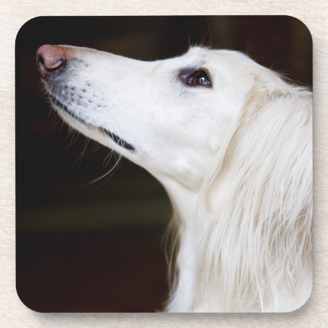 Saluki Looking Up Coaster (Front)