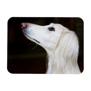 Saluki Looking Up Magnet