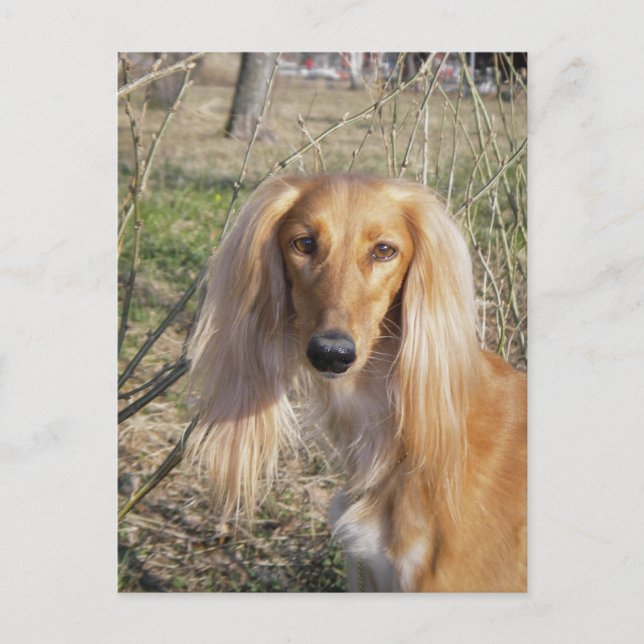saluki.png postcard (Front)