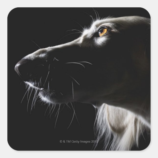 Saluki, portrait square sticker (Front)