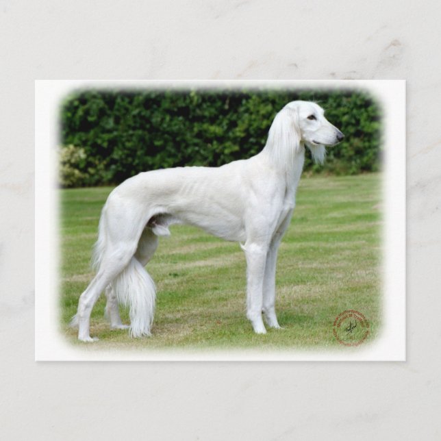 Saluki Postcard (Front)