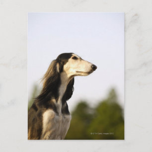 Saluki Postcard